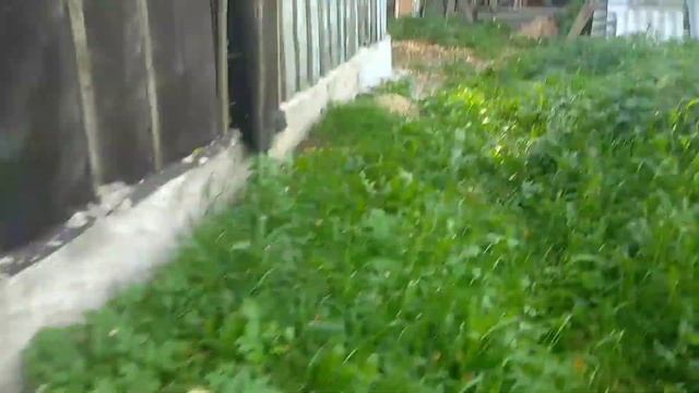 Нашествие мух в деревне | Миллионы мух прилетели в деревню | Нашествие мух в Беларуси | смотреть онлайн