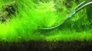 Trimming Hair Grass (eleocharis acicularis) ADA 60P