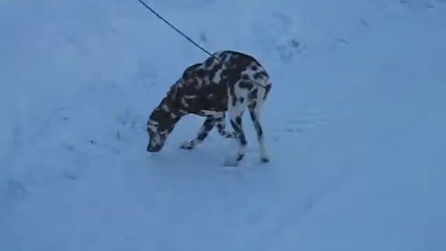 Наша Белла на прогулке смотреть онлайн