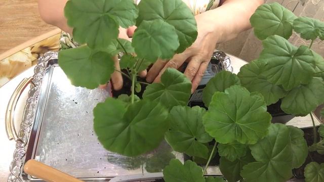 Пересадка пеларгонии. смотреть онлайн