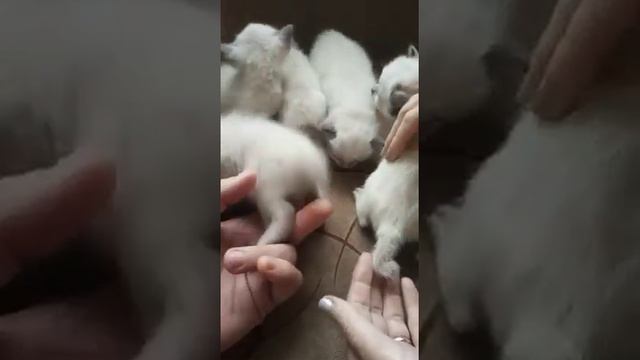 Меконгский бобтейл смотреть онлайн