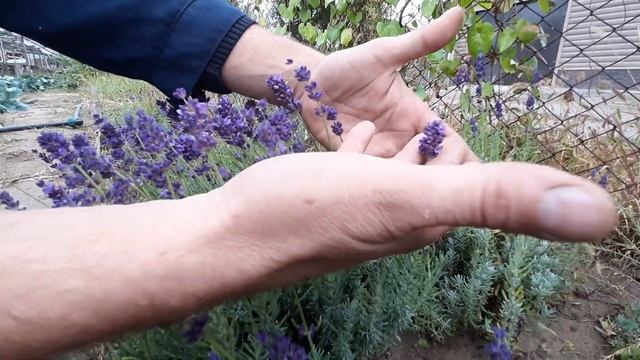 ЛАВАНДА? КАК СОБРАТЬ СЕМЕНА ПРОСТОЙ СПОСОБ как с лаванды собрать семена