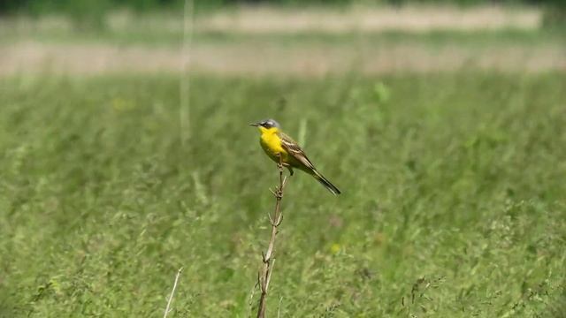 Желтая трясогузка (4К). (Motacilla flava).