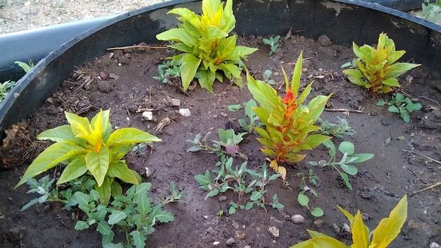 Гүл өсіру. Менің гүлдерім. Мен қандай гүлдерді өсіріп жатырмын. Менің әсем гүлдерім. смотреть онлайн