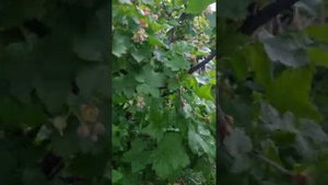 Смородина цветет! Полив. Чем подкормить?