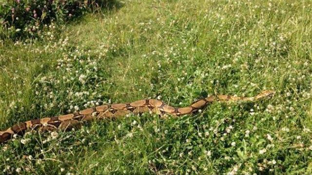 Змеи, тоже не прощают предательство смотреть онлайн