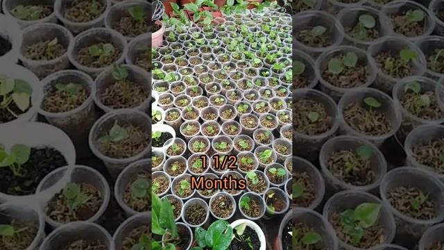 how to propagate Anthurium Foliage seeds