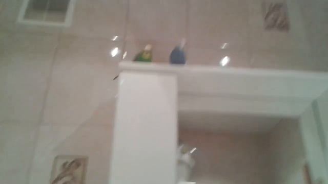 Попугаи в ванной комнате смотреть онлайн