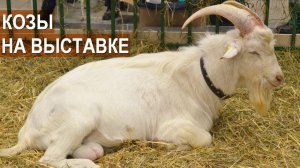 Козы разных пород. Выставка Золотая Осень-2017. ВВЦ. Москва
