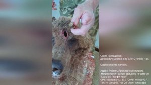 Охота на медведя. Добор пулями Иванова СПИСтоппер-12к.