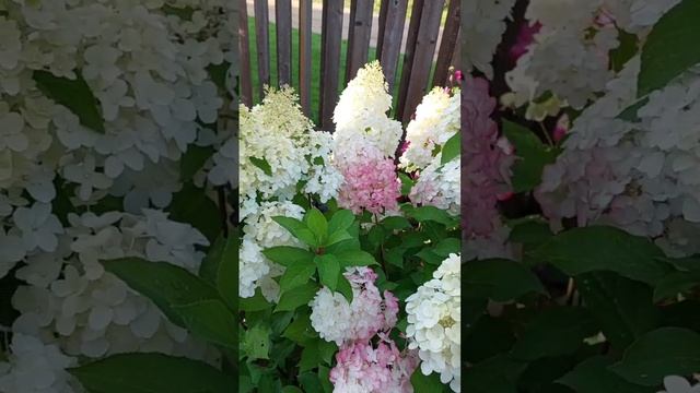 гортензия метельчатая Геркулес,  Северо-запад