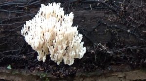 Редкие съедобные грибы. Гриб Ежовик в лесу.