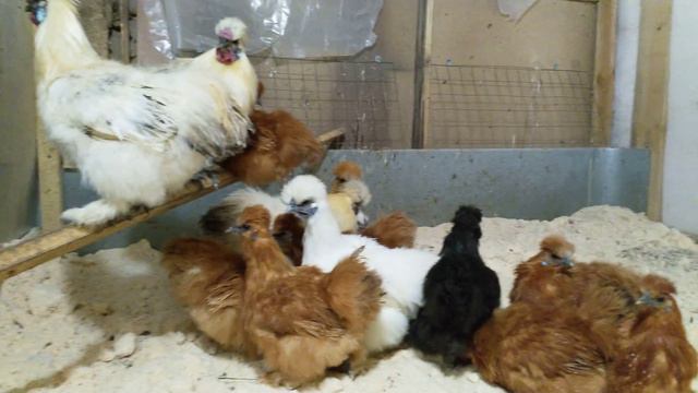 Китайские шелковые смотреть онлайн