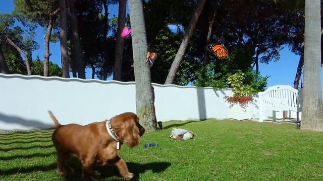 Веселая история про девочку Алису, кота и собаку / Сказки для Евы смотреть онлайн