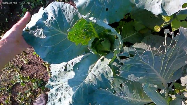 гора мусора, сбор грибов и работы в саду и огороде смотреть онлайн