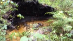 Национальный парк Русский Север, Жохово-1 ??? ВЛОГ