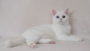 Белая разноглазая экзотическая короткошерстная кошка White odd eyes cat for sale