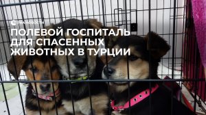Полевой госпиталь для животных в Турции