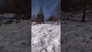 Охота на Алтае в Горах