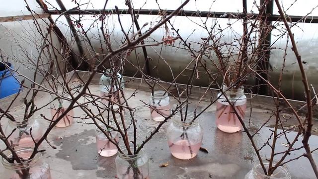 Мастер класс.Выгонка веток деревьев и кустарников. Урок 6. смотреть онлайн