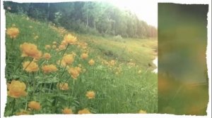 Наталья Бучинская  Всё моё твоё