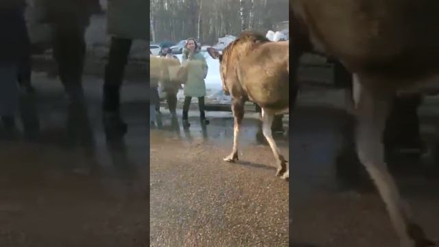 дружелюбный лось в городе