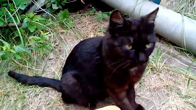 Кошка чихнула / ДаЧа смотреть онлайн