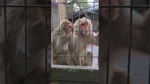 Monkey scratching Other Monkey 😀 // Tallinn Zoo, Estonia