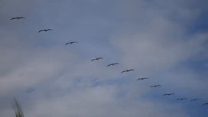 музыка для здорового  сна и восстановления сил.