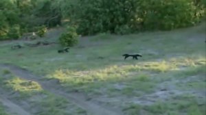 Медоед - ОН ЕСТ ЗМЕЙ НА ЗАВТРАК и найдет способ преодолеть любое препятствие. Интересно о медоеде