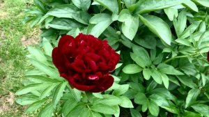 Пион Red Satin