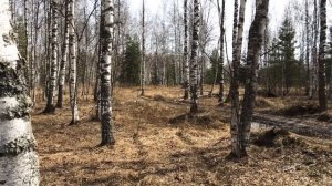 Пение птиц, весенний лес. Починковский район, Нижегородская область.