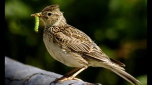 Лесной жаворонок (юла)