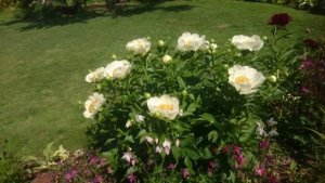 Paeonia Moonrise