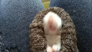 ГИГИЕНА КРЫСЫ Домашние крысы Видео про крыс Декоративная крыса моется Pet rats@JessLifePets