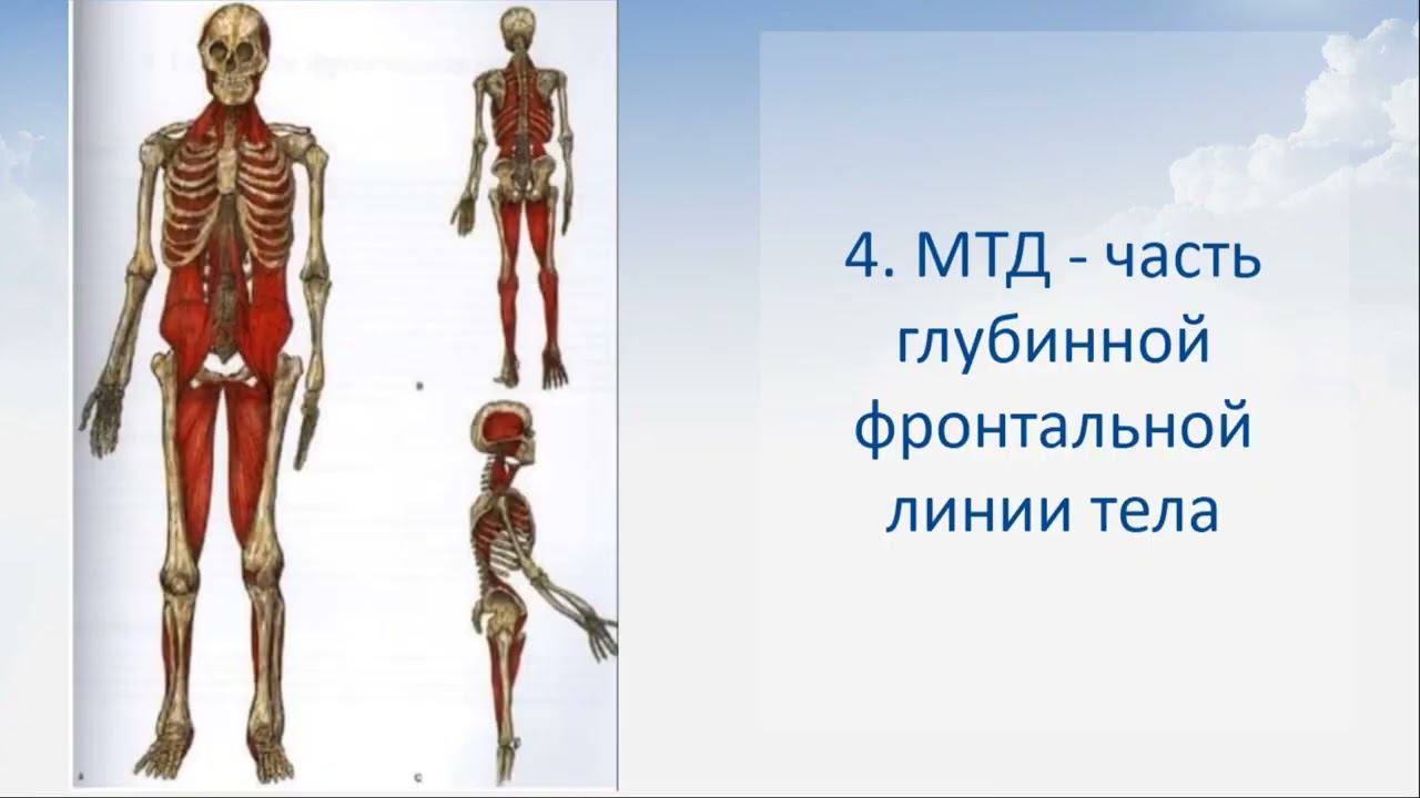 Функции мышц тазового дна