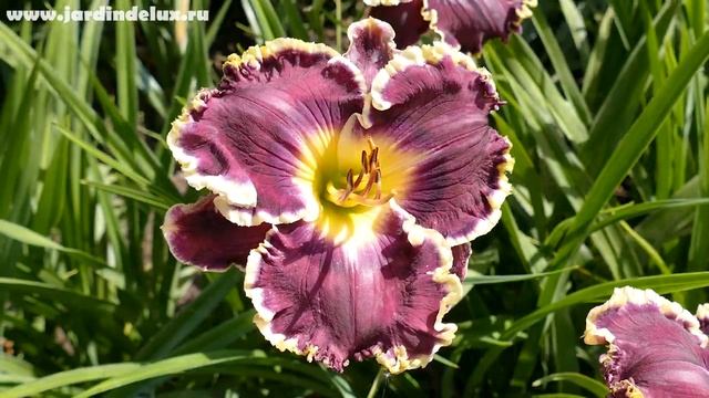 Цветение сортового лилейника MIDNIGHT CASTLE в саду www.jardindelux.ru смотреть онлайн