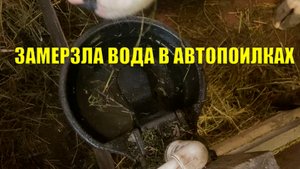 Замерзла вода в автопоилке проведал кур с теплой подстилкой нетель Марта снова на привязи