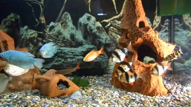 Что будет если рыбку попугая подсадить к цихлиду смотреть онлайн