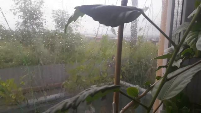 В моем маленьком домике обед. Трапеза " Воспоминание из детства " . До боли  жалко осину.