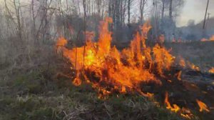 Пал сухой травы: опасность и ответственность