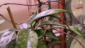 Update of my Hoya Plants #hoya #hoyaplant