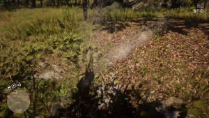 Red Dead Redemption 2 странный баг с иволгой