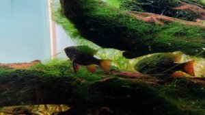 Апистограмма Рамирези "Темный Рыцарь" черная /Microgeophagus ramirezi var. Black