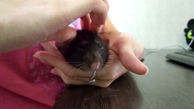 Линька у декоративных крыс