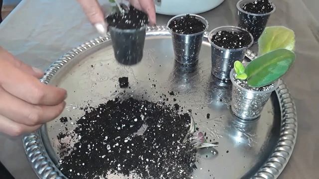 Как отделить детку от материнского листика фиалки? смотреть онлайн