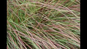 ЭРАГРОСТИС, или  ПОЛЕВИЧКА  (ERAGROSTIS)  сем. Злаки