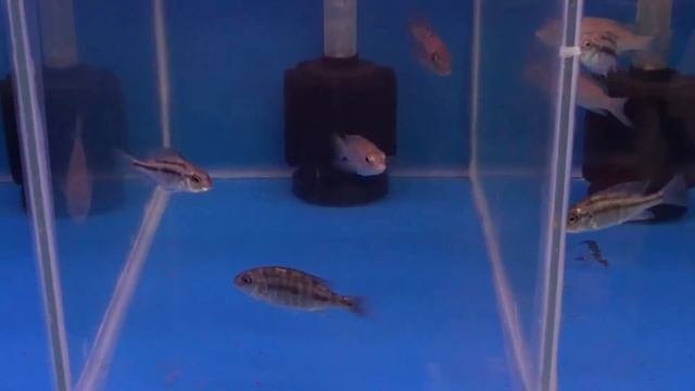 African Malawi Cichlid Color Enhancing Food - New Life Spectrum Cichlid Pellet Video 15 смотреть онлайн