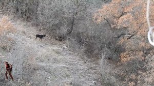 Wild boar hunting under minus eight degree celcius  weather ???   #wildboar #hog #hunting