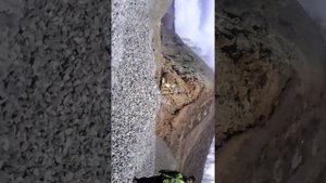 Афина Паллада